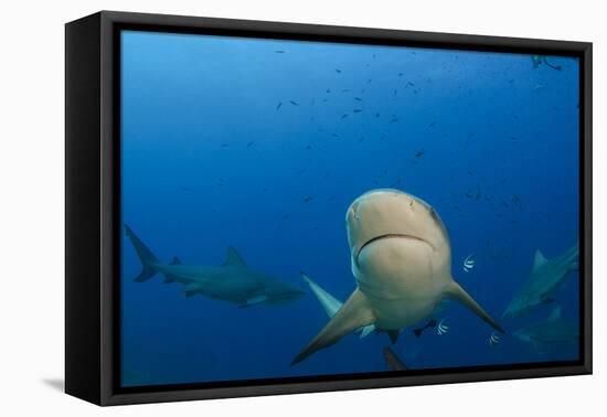 Bull Shark, Commercial Shark Feeding, Benga Lagoon, Viti Levu, Fiji-Pete Oxford-Framed Premier Image Canvas