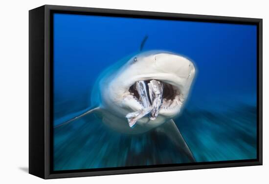 Bull Shark Feeding (Carcharhinus Leucas), Beqa Lagoon, Viti Levu, Fiji-Reinhard Dirscherl-Framed Premier Image Canvas