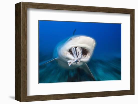 Bull Shark Feeding (Carcharhinus Leucas), Beqa Lagoon, Viti Levu, Fiji-Reinhard Dirscherl-Framed Photographic Print
