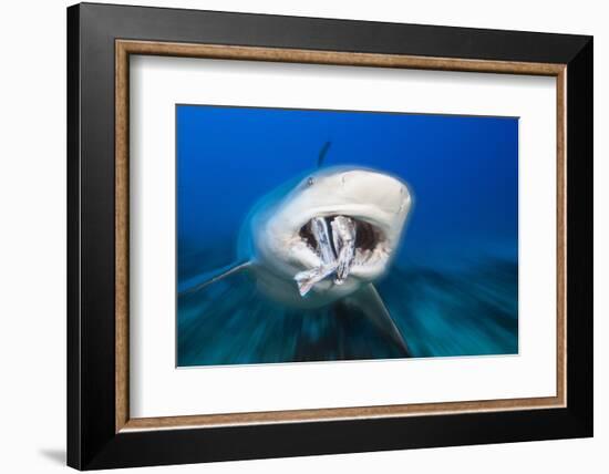 Bull Shark Feeding (Carcharhinus Leucas), Beqa Lagoon, Viti Levu, Fiji-Reinhard Dirscherl-Framed Photographic Print