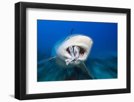 Bull Shark Feeding (Carcharhinus Leucas), Beqa Lagoon, Viti Levu, Fiji-Reinhard Dirscherl-Framed Photographic Print