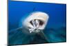 Bull Shark Feeding (Carcharhinus Leucas), Beqa Lagoon, Viti Levu, Fiji-Reinhard Dirscherl-Mounted Photographic Print