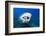 Bull Shark Feeding (Carcharhinus Leucas), Beqa Lagoon, Viti Levu, Fiji-Reinhard Dirscherl-Framed Photographic Print