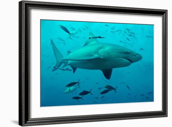 Bull Shark Female-null-Framed Photographic Print