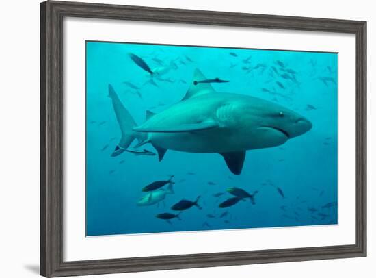 Bull Shark Female-null-Framed Photographic Print