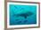 Bull Shark Female-null-Framed Photographic Print