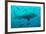 Bull Shark Female-null-Framed Photographic Print