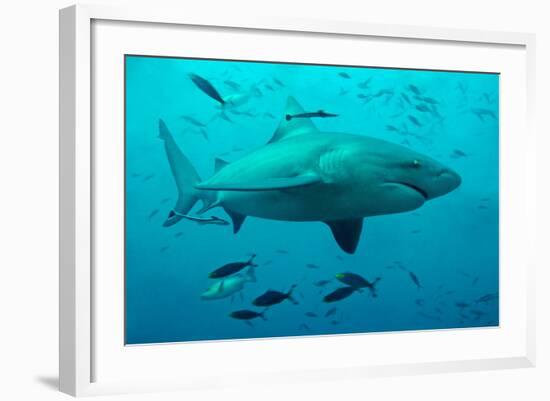 Bull Shark Female-null-Framed Photographic Print