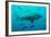 Bull Shark Female-null-Framed Photographic Print