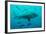 Bull Shark Female-null-Framed Photographic Print