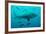 Bull Shark Female-null-Framed Photographic Print