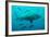 Bull Shark Female-null-Framed Photographic Print