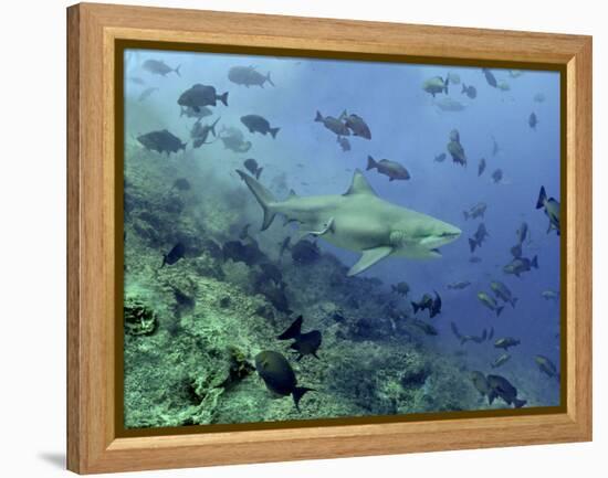 Bull Shark Swimming Through Fish-null-Framed Premier Image Canvas