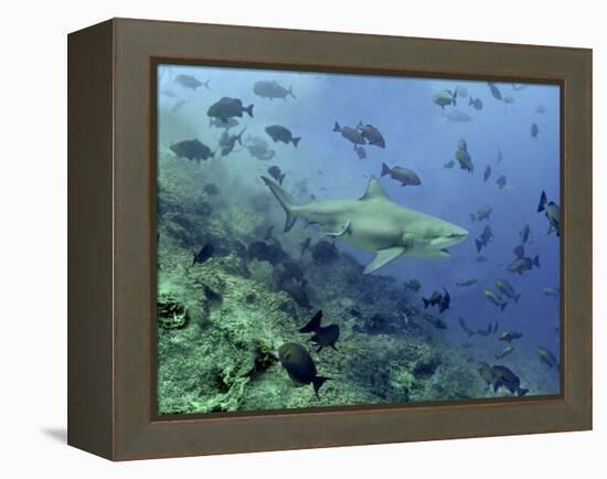 Bull Shark Swimming Through Fish-null-Framed Premier Image Canvas