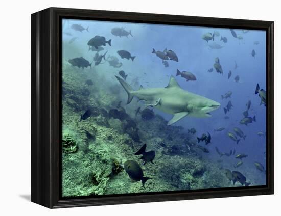 Bull Shark Swimming Through Fish-null-Framed Premier Image Canvas