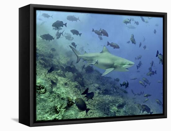 Bull Shark Swimming Through Fish-null-Framed Premier Image Canvas