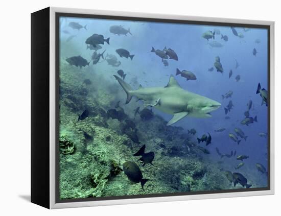 Bull Shark Swimming Through Fish-null-Framed Premier Image Canvas