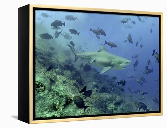 Bull Shark Swimming Through Fish-null-Framed Premier Image Canvas