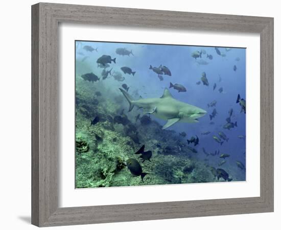 Bull Shark Swimming Through Fish-null-Framed Photographic Print