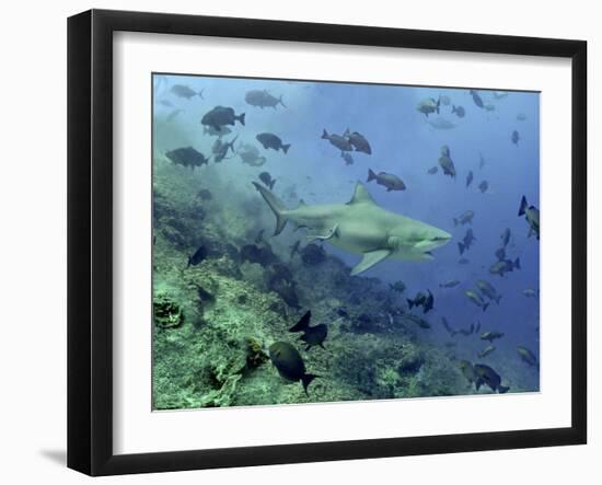 Bull Shark Swimming Through Fish-null-Framed Photographic Print
