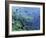 Bull Shark Swimming Through Fish-null-Framed Photographic Print