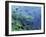 Bull Shark Swimming Through Fish-null-Framed Photographic Print