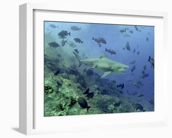 Bull Shark Swimming Through Fish-null-Framed Photographic Print