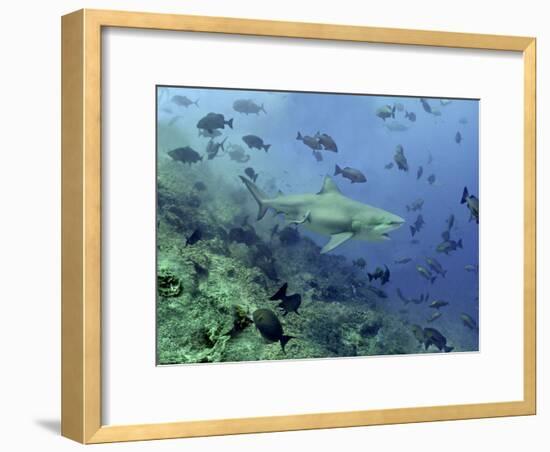 Bull Shark Swimming Through Fish-null-Framed Photographic Print