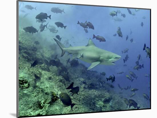 Bull Shark Swimming Through Fish-null-Mounted Photographic Print