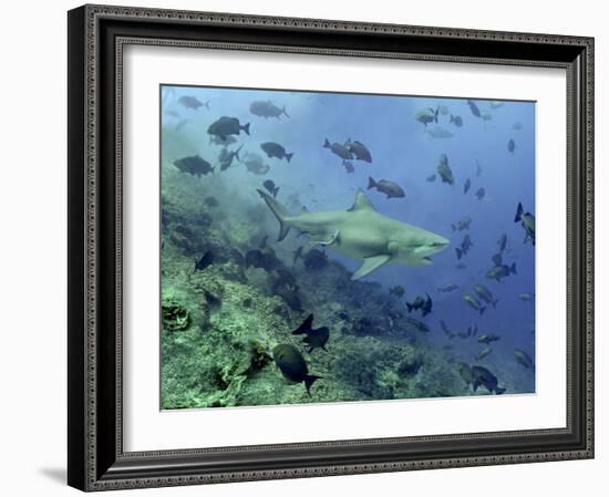 Bull Shark Swimming Through Fish-null-Framed Photographic Print