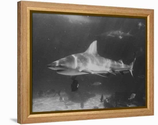 Bull Shark-Peter Stackpole-Framed Premier Image Canvas