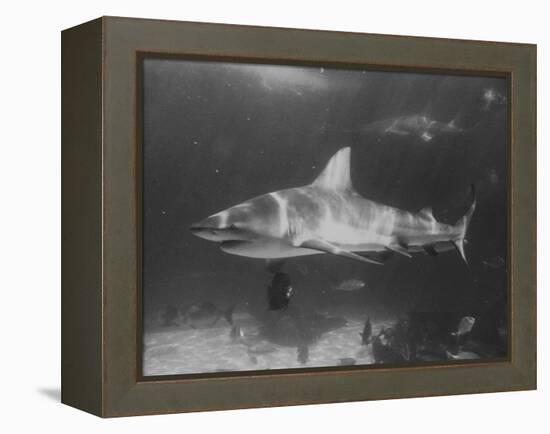 Bull Shark-Peter Stackpole-Framed Premier Image Canvas