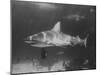 Bull Shark-Peter Stackpole-Mounted Photographic Print