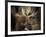 Bull Shiras Moose, Gros Ventre, Grand Tetons, Wyoming-Maresa Pryor-Framed Photographic Print