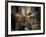 Bull Shiras Moose, Gros Ventre, Grand Tetons, Wyoming-Maresa Pryor-Framed Photographic Print