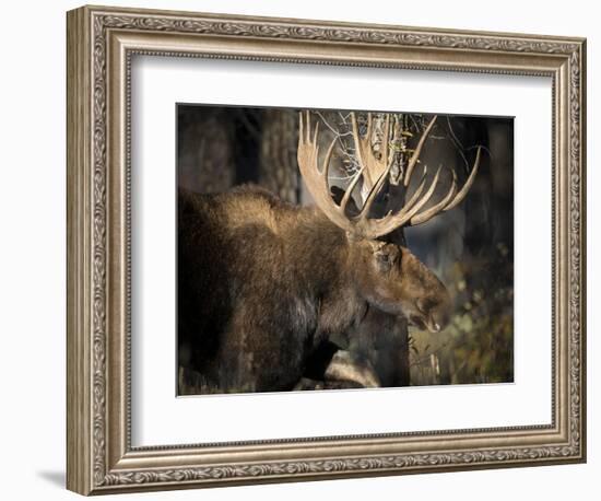 Bull Shiras Moose, Gros Ventre, Grand Tetons, Wyoming-Maresa Pryor-Framed Photographic Print