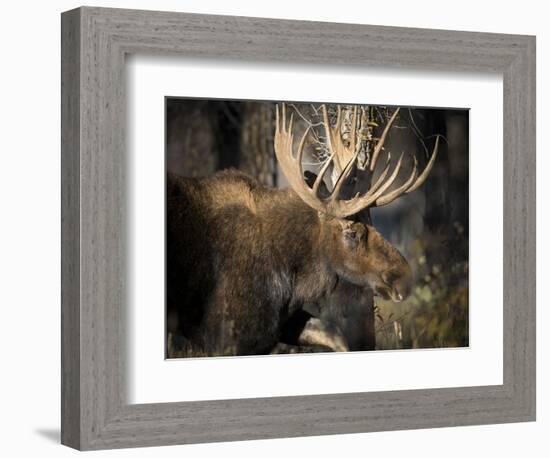 Bull Shiras Moose, Gros Ventre, Grand Tetons, Wyoming-Maresa Pryor-Framed Photographic Print