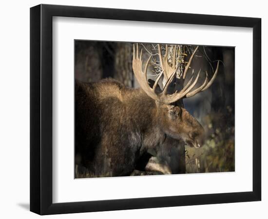 Bull Shiras Moose, Gros Ventre, Grand Tetons, Wyoming-Maresa Pryor-Framed Photographic Print