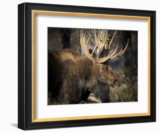 Bull Shiras Moose, Gros Ventre, Grand Tetons, Wyoming-Maresa Pryor-Framed Photographic Print