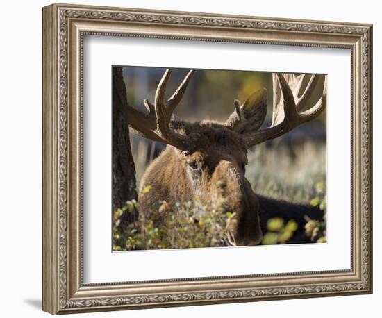 Bull Shiras Moose, Gros Ventre, Grand Tetons, Wyoming-Maresa Pryor-Framed Photographic Print