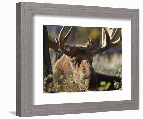 Bull Shiras Moose, Gros Ventre, Grand Tetons, Wyoming-Maresa Pryor-Framed Photographic Print