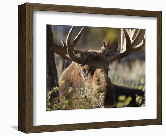 Bull Shiras Moose, Gros Ventre, Grand Tetons, Wyoming-Maresa Pryor-Framed Photographic Print