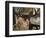 Bull Shiras Moose, Gros Ventre, Grand Tetons, Wyoming-Maresa Pryor-Framed Photographic Print