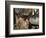 Bull Shiras Moose, Gros Ventre, Grand Tetons, Wyoming-Maresa Pryor-Framed Photographic Print