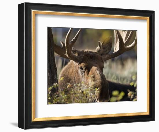 Bull Shiras Moose, Gros Ventre, Grand Tetons, Wyoming-Maresa Pryor-Framed Photographic Print