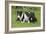 Bull Terrier 01-Bob Langrish-Framed Photographic Print