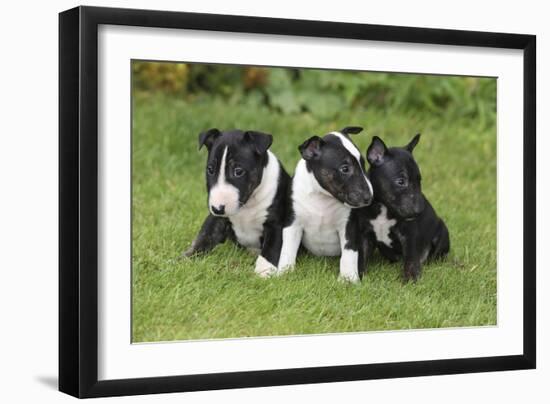 Bull Terrier 01-Bob Langrish-Framed Photographic Print