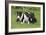 Bull Terrier 01-Bob Langrish-Framed Photographic Print