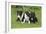 Bull Terrier 01-Bob Langrish-Framed Photographic Print