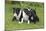 Bull Terrier 01-Bob Langrish-Mounted Photographic Print